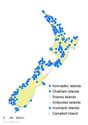 Hymenophyllum rarum distribution map based on databased records at AK, CHR, OTA and WELT. 
 Image: K. Boardman © Landcare Research 2016 CC BY 3.0 NZ